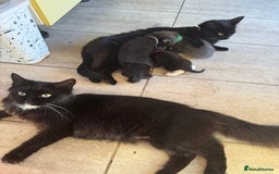 Mixed Breed cats for sale: Loving lots - Image 11