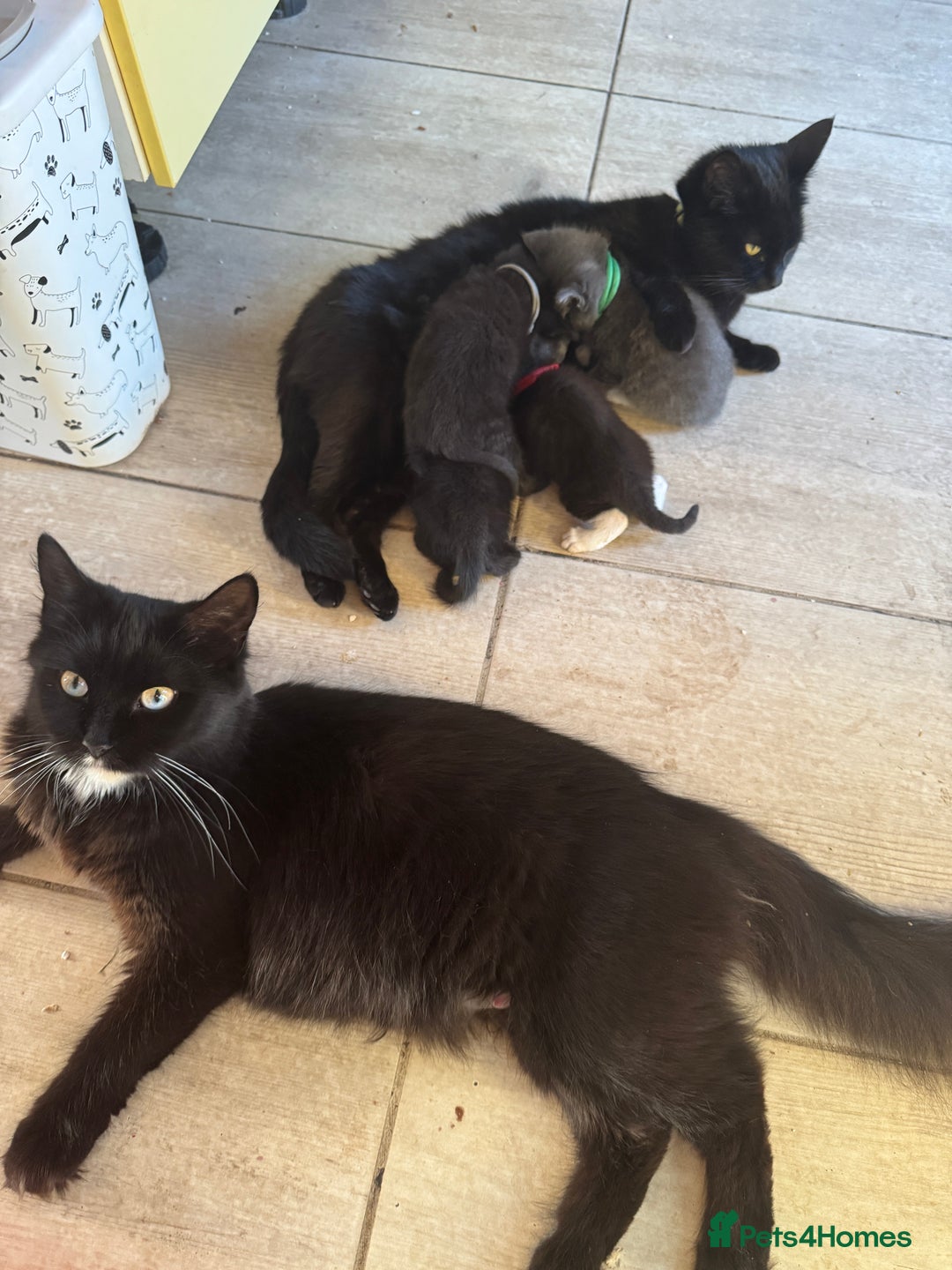 Mixed Breed cats for sale: Loving lots - Image 11