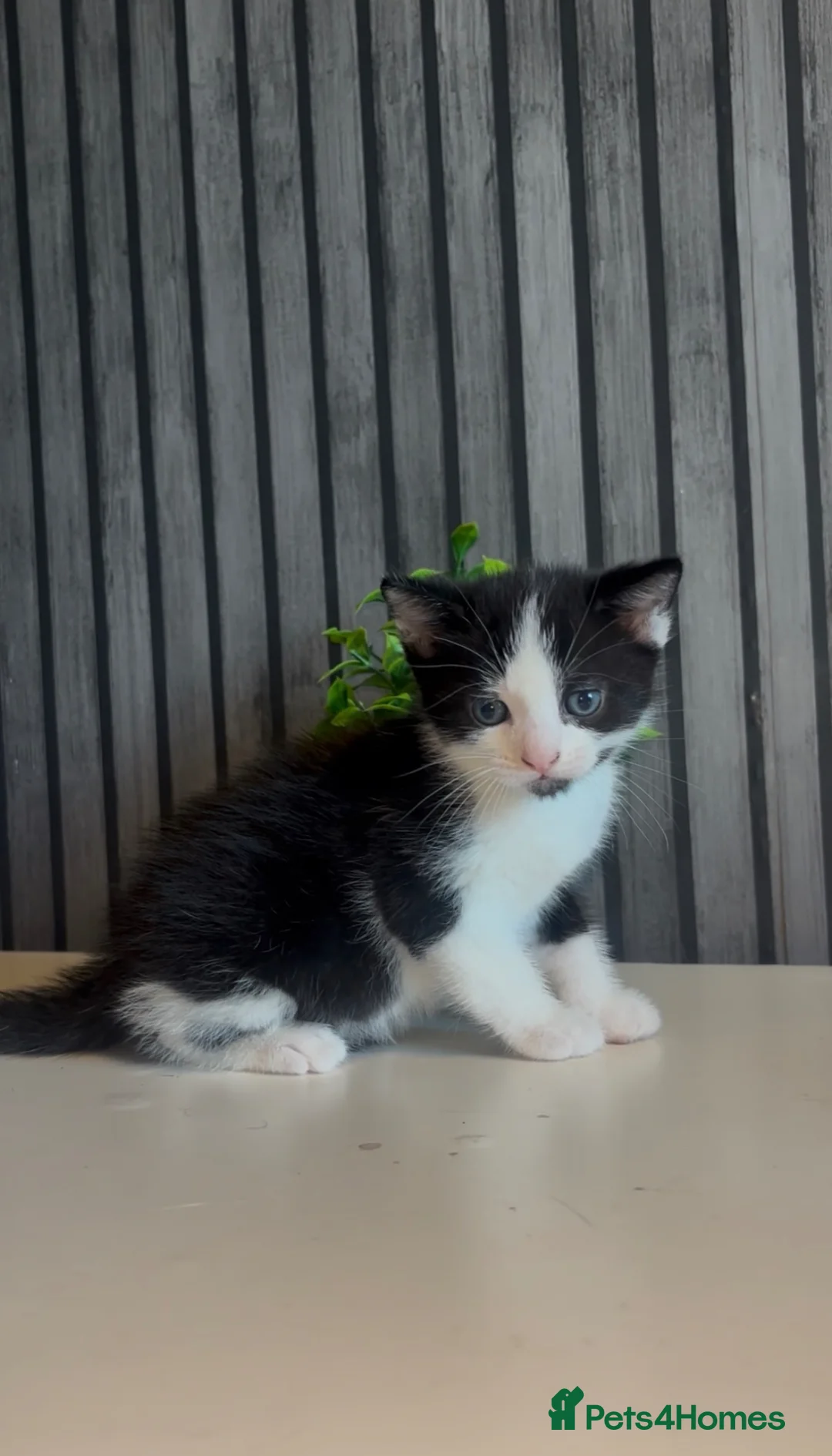 Mixed Breed cats for sale: Adorable Bengal Mixed Kittens in Durham - Advert 1