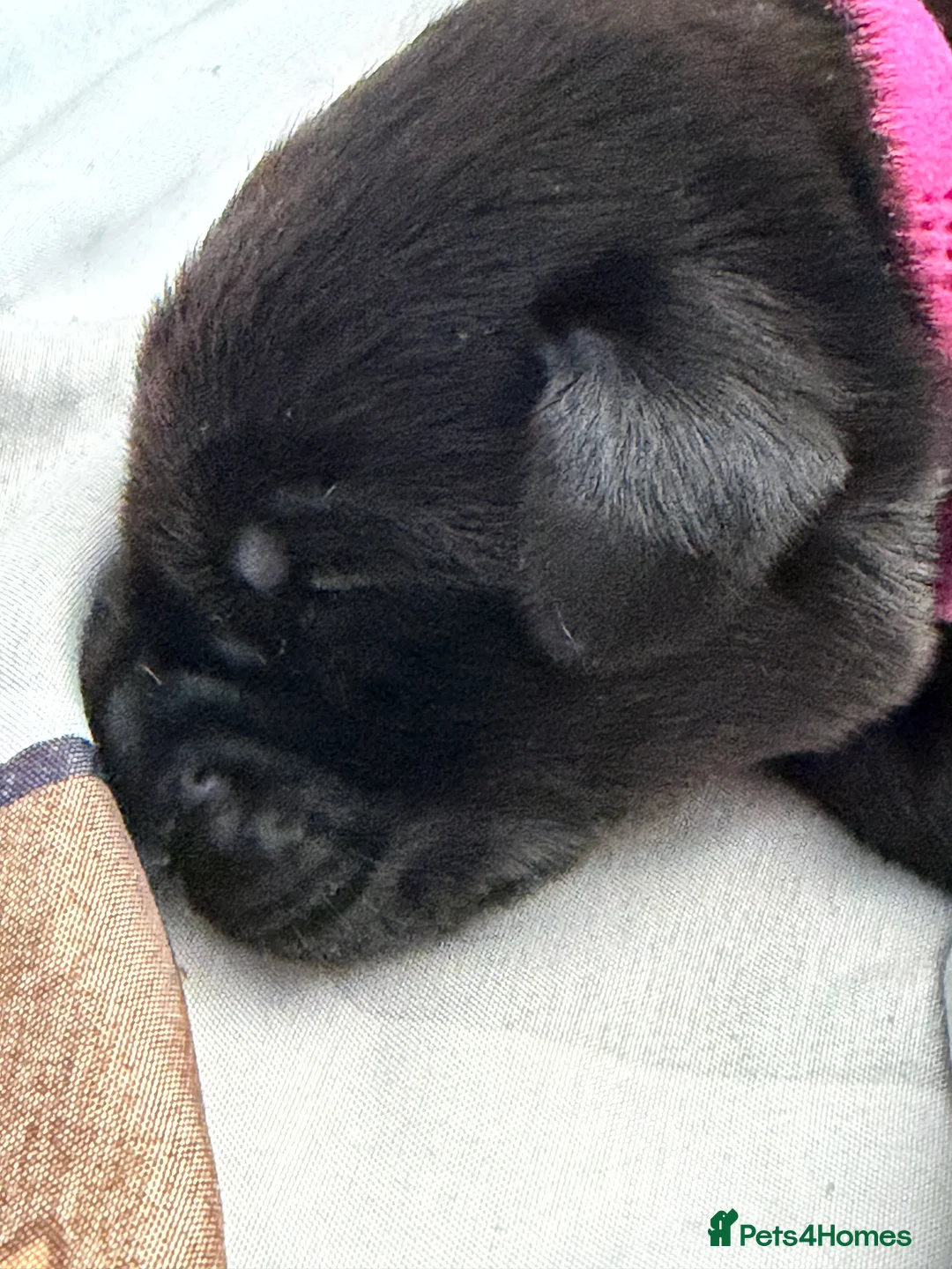 Labrador Retriever dogs for sale: Purebred Labrador retriever puppies available  - Advert 2