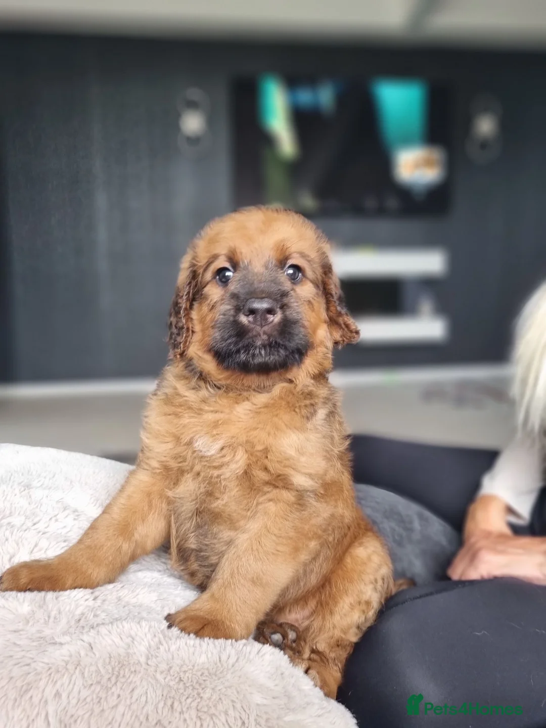 Saint Berdoodle dogs for sale: F1B SAINT BERNADOODLE - Advert 2
