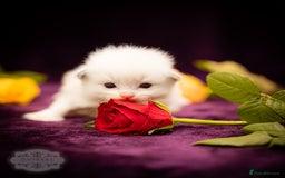 Ragdoll cats for sale: Ragdoll Bicolor Kitten Girl LPBB TICA REDUCED!!! - Image 5