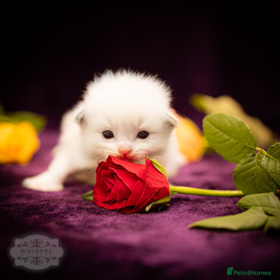 Ragdoll cats for sale: Ragdoll Bicolor Kitten Girl LPBB TICA REDUCED!!! - Image 5
