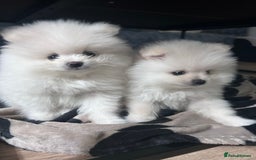 Pomeranian dogs for sale: Adorable White Teddy-Bear Pom Puppies! - Image 2