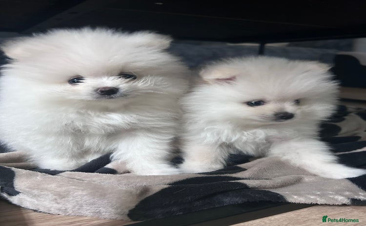 Pomeranian dogs - Advert 4