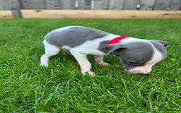Whippet dogs for sale: ⭐️ KC Whippet pups blue and white. ⭐️ - Image 13