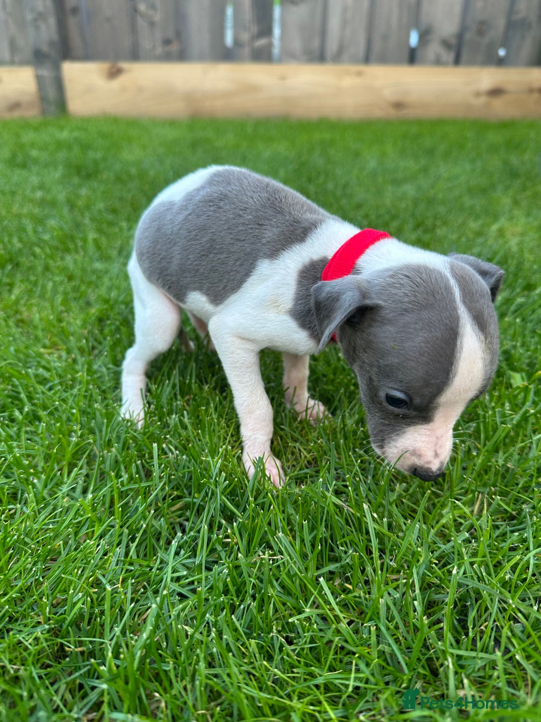 Whippet dogs for sale: ⭐️ KC Whippet pups blue and white. ⭐️ - Image 13