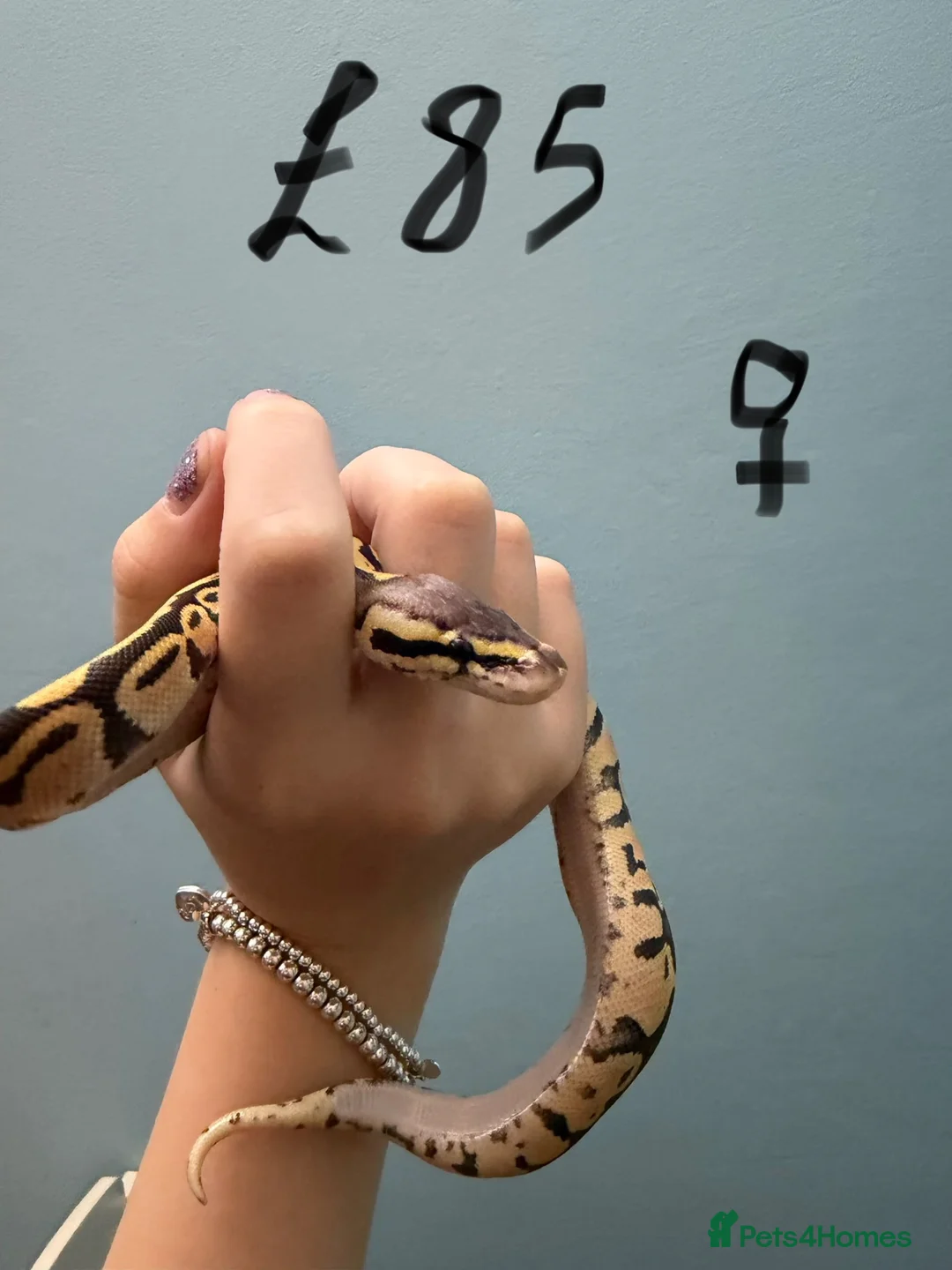 Python Snake reptiles for sale: Stunning CB26 Ball Python Hatchlings - Advert 8