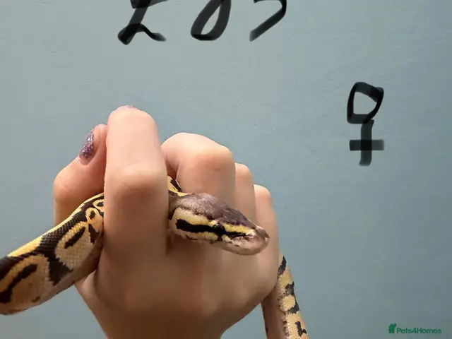 Python Snake reptiles for sale: Stunning Royal Python Hatchlings for sale or trade - Advert 2