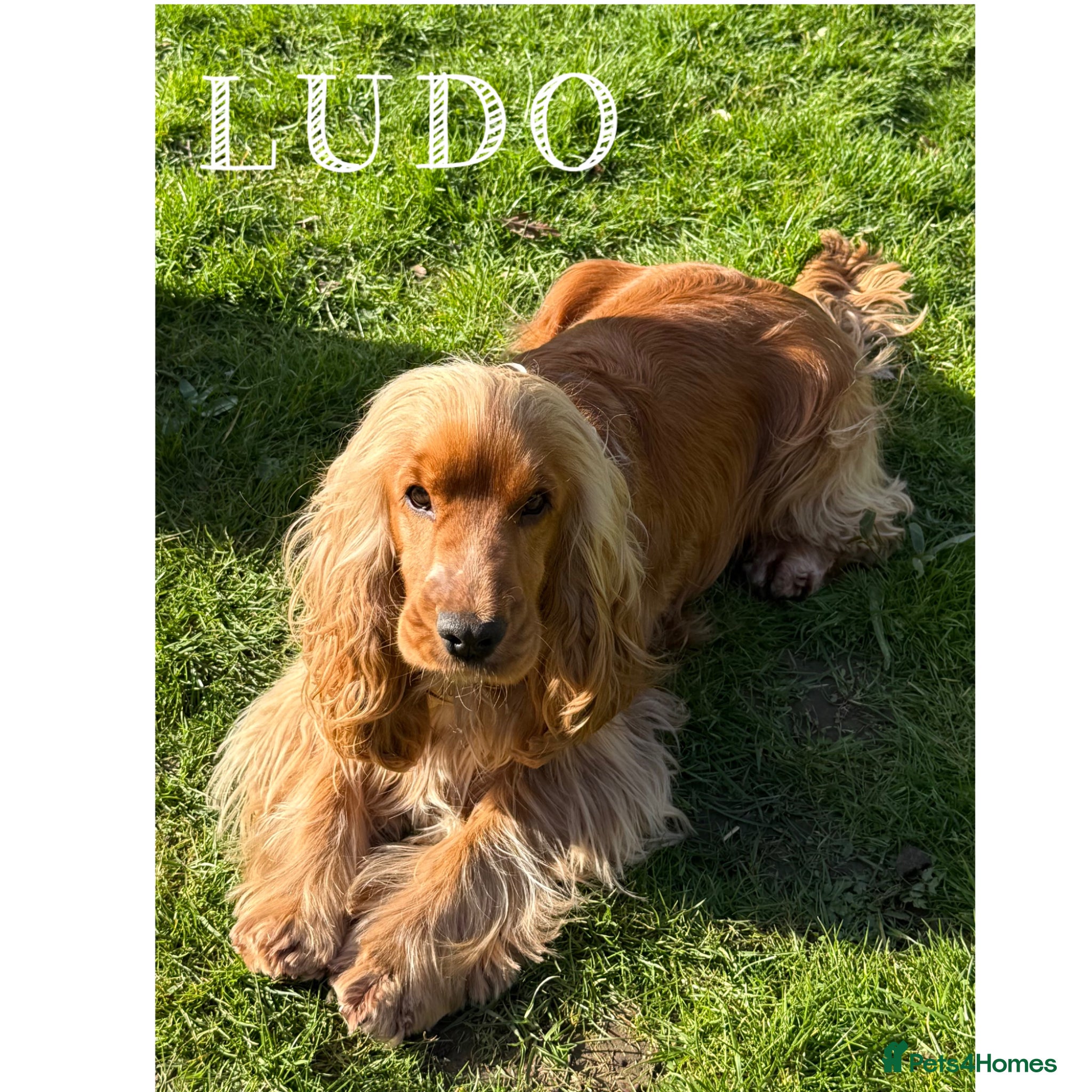 Cocker Spaniel dogs LUDO Golden Show Cocker KC Pedigree Stud X Tested - Advert 1