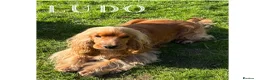 Cocker Spaniel dogs for stud: LUDO Golden Show Cocker KC Pedigree Stud X Tested - Advert 4