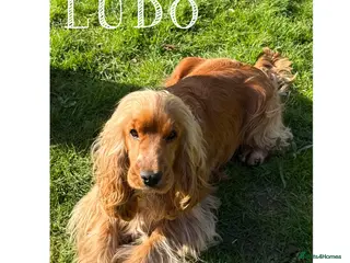 Cocker Spaniel dogs LUDO Golden Show Cocker KC Pedigree Stud X Tested - Advert 1