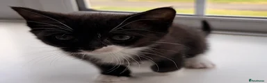 🖤🤍 KITTEN 6 — MONSTER JACK