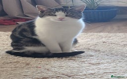 Mixed Breed cats for sale: 2 year old cat George for rehoming (FREE) - Image 1