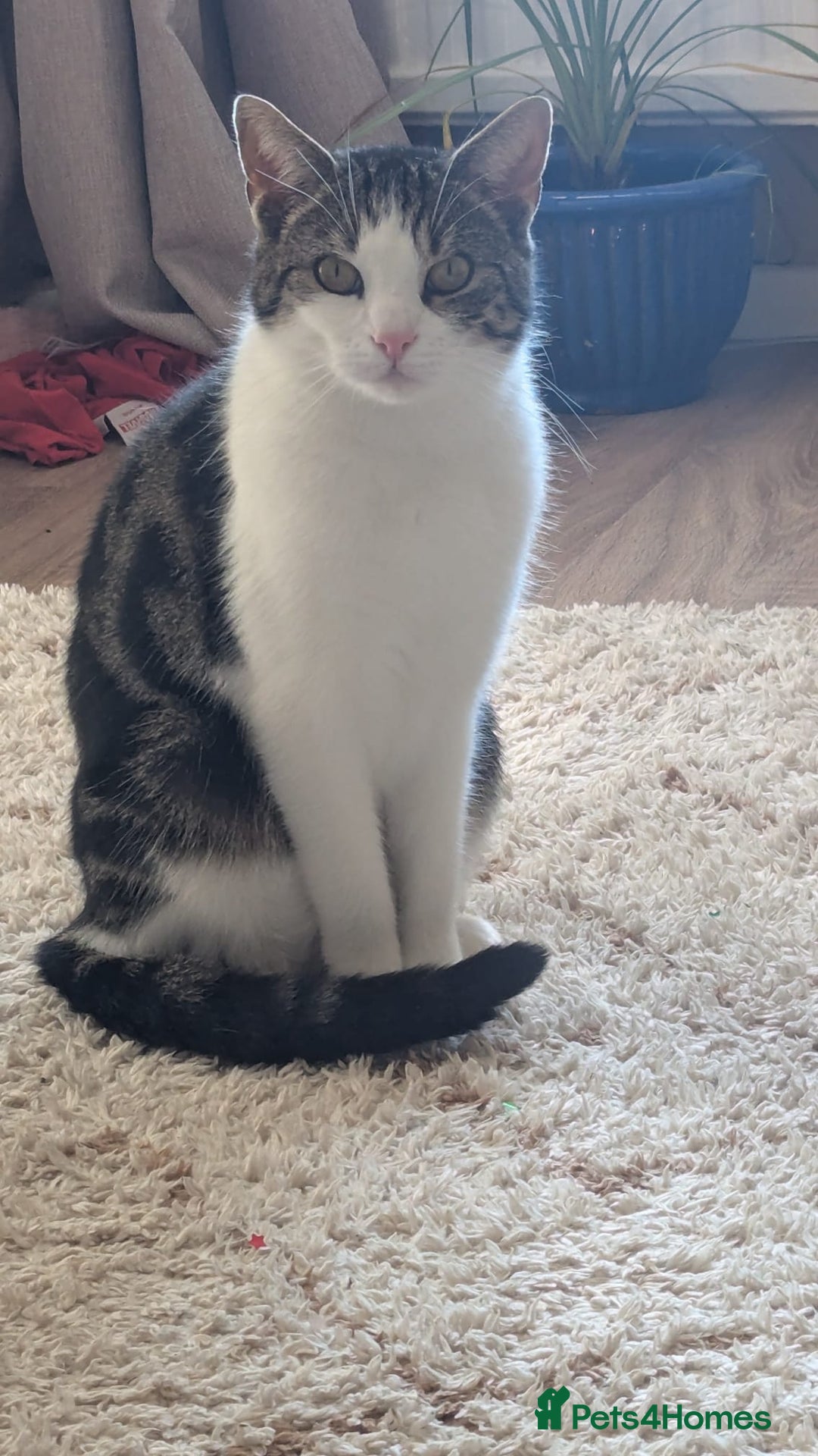Mixed Breed cats for sale: 2 year old cat George for rehoming (FREE) - Image 1