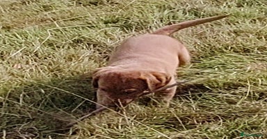 Labrador Retriever dogs - Advert 5