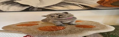 British Shorthair Kitten 9