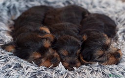 Yorkshire Terrier dogs for sale: YORKSHIRE TERRIER PUPS  - Advert 7