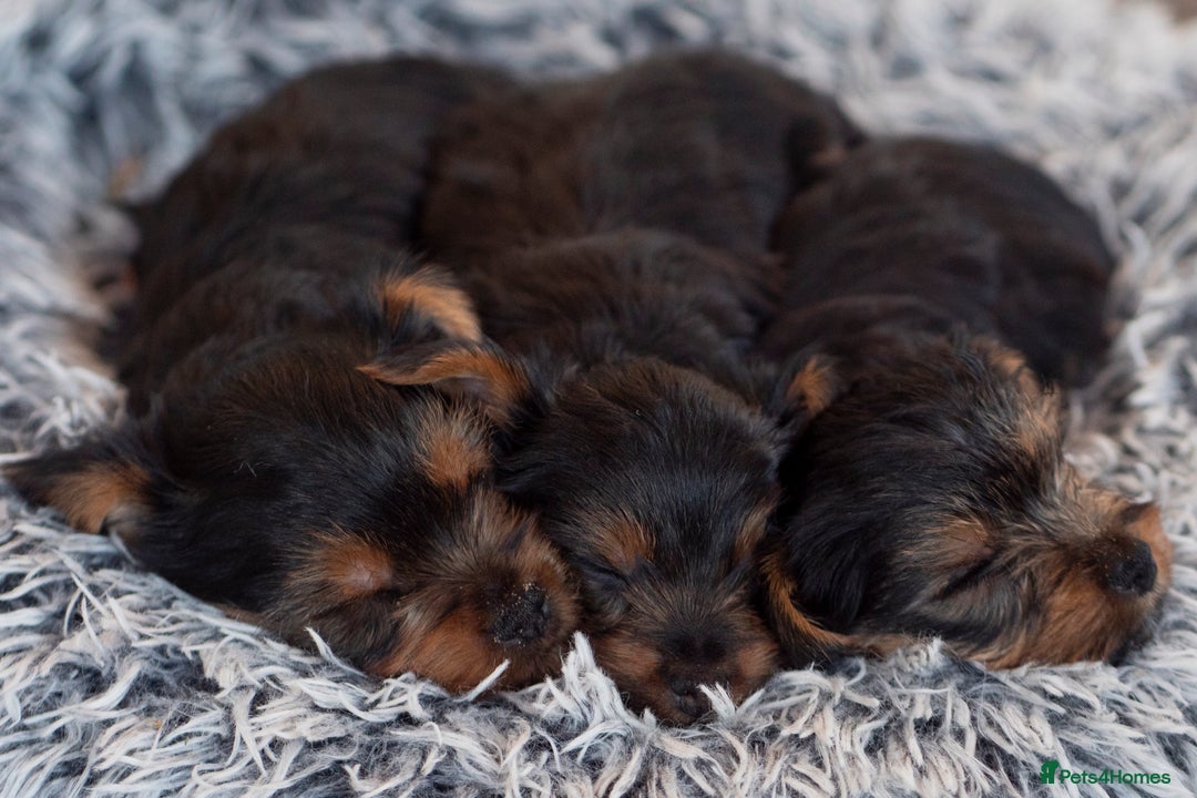 Yorkshire Terrier dogs for sale: YORKSHIRE TERRIER PUPS  - Advert 7