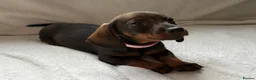 Dachshund dogs for sale: Stunning Dachshund Puppies For Sale - Advert 6