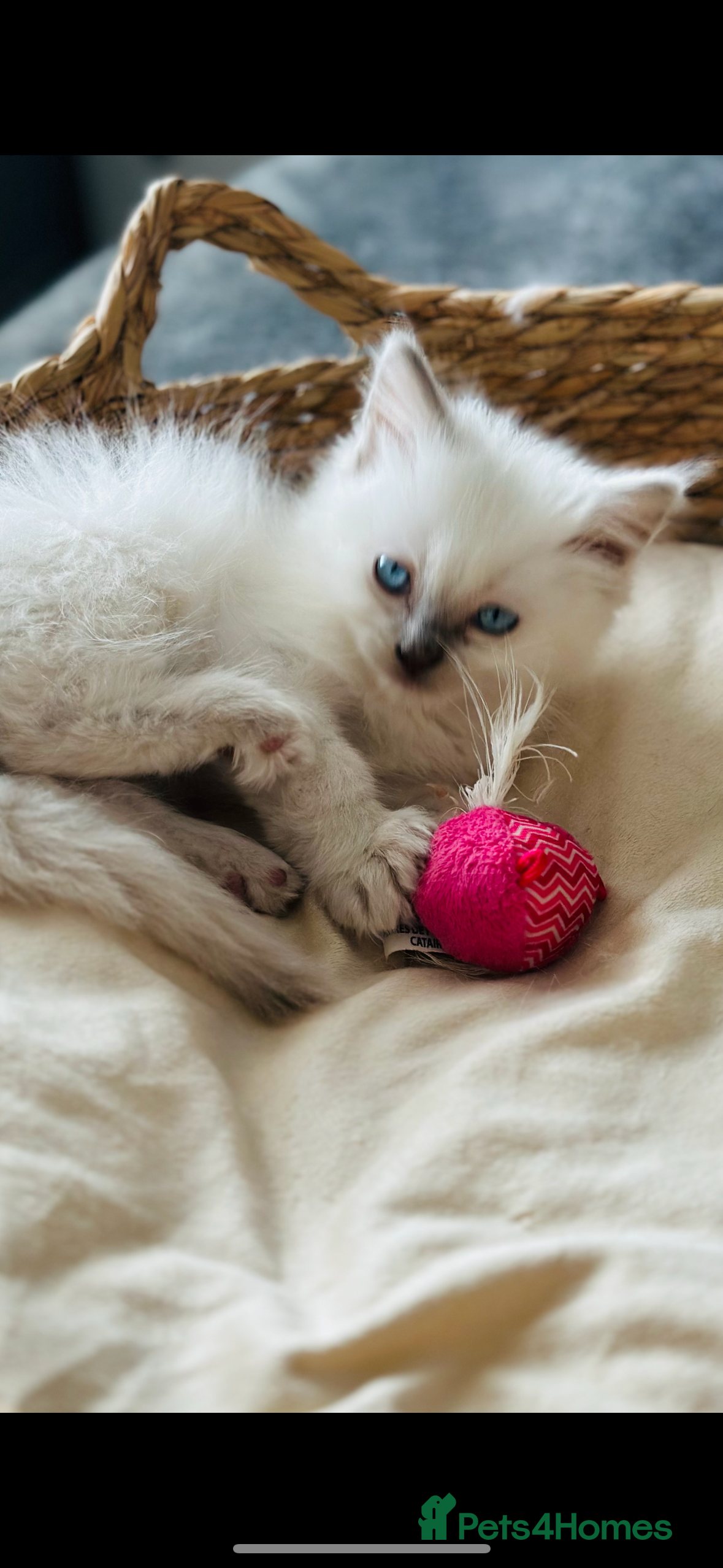 Ragdoll cats ‼️ STUNNING GCCF KITENS ‼️ - Advert 2