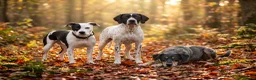 Pointer dogs for sale: 🩵🩵 English Pointer 🩵🩵 - Advert 13