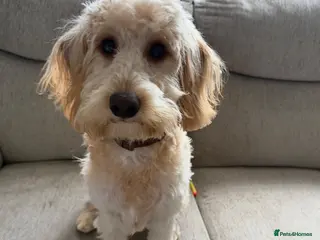 Cockapoo dogs 8mth old Cockapoo - Advert 2