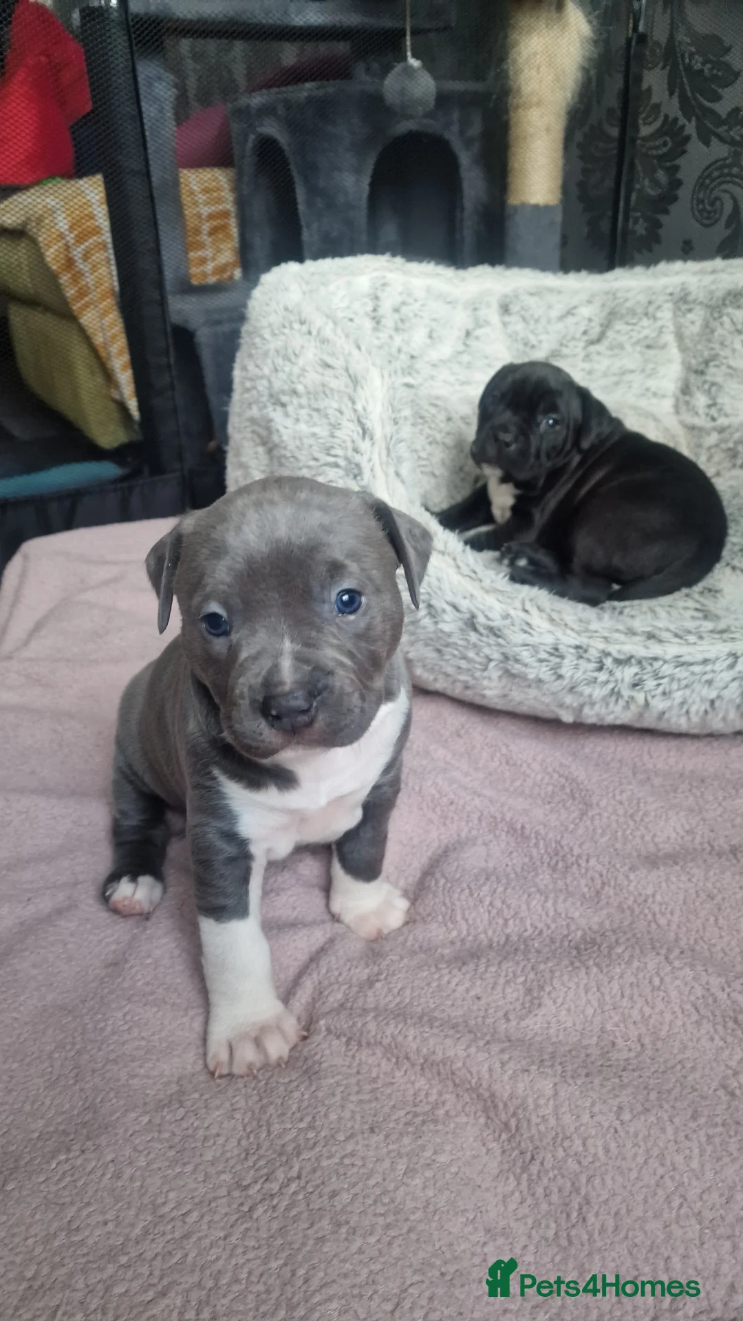Staffordshire Bull Terrier dogs for sale: Staffordshire Bull terrier puppies  - Advert 14