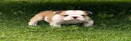 English Bulldog dogs for sale: ⭐️BULLDOG PUPPIES FROM BRITISHGOLD⭐️ - Advert 5