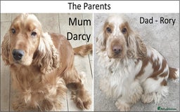 Cocker Spaniel dogs for sale: Stunning Show Cockers-Health Checked,KC Registered - Image 10