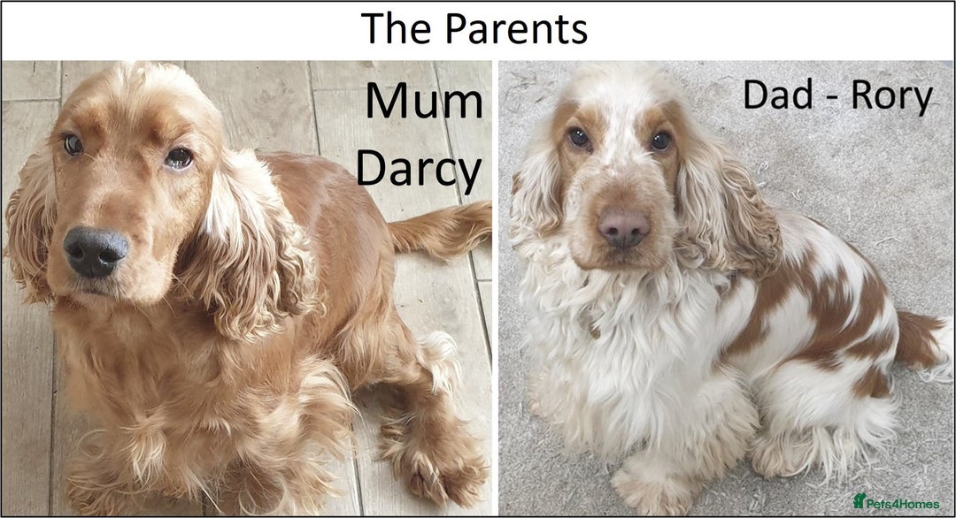Cocker Spaniel dogs for sale: Stunning Show Cockers-Health Checked,KC Registered - Image 10
