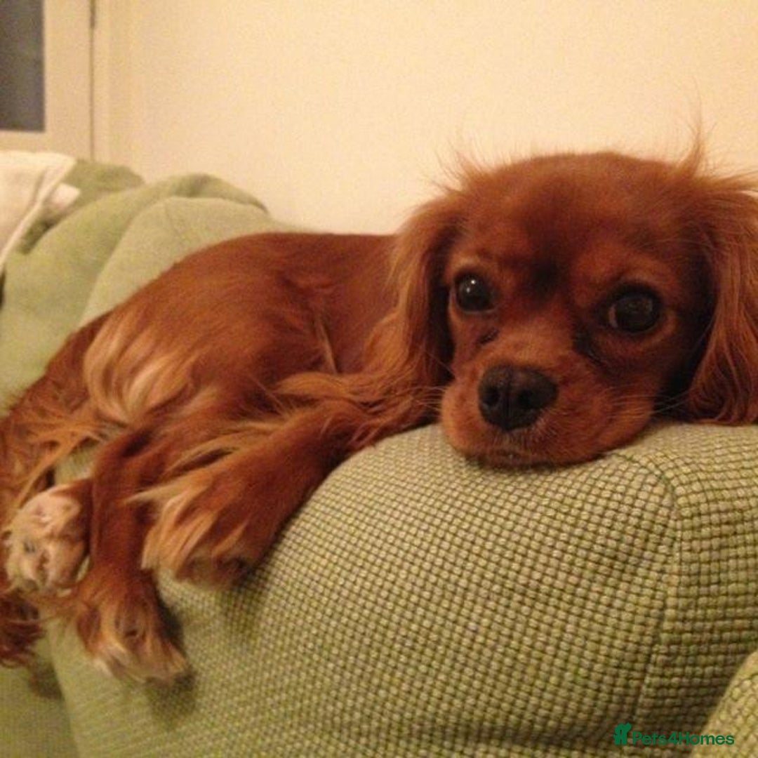 Cavapoo dogs for sale: Beautiful Cavapoo toy boy AVALIBLE! - Image 7