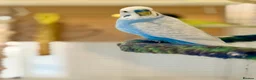 Budgerigars birds for sale: Budgie Chicks/Adults Available in Norwich - Advert 1