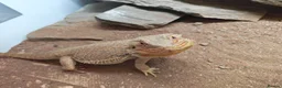 Bearded Dragon reptiles for sale: Bearded Dragaon With Complete Setup in London - Advert 4