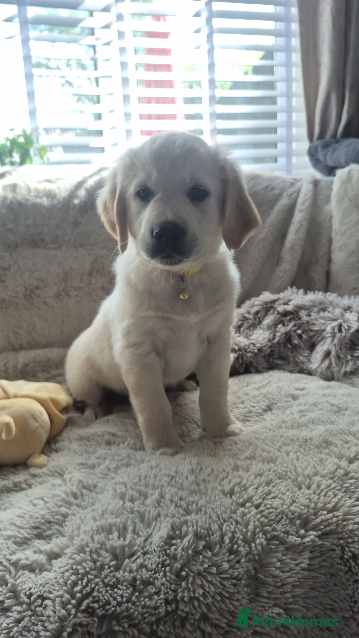 Golden Retriever dogs Ready to go 2 Gorgeous Golden Retriever Puppies - Advert 6