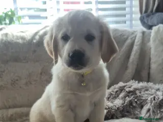 Golden Retriever dogs Ready to go 2 Gorgeous Golden Retriever Puppies - Advert 6