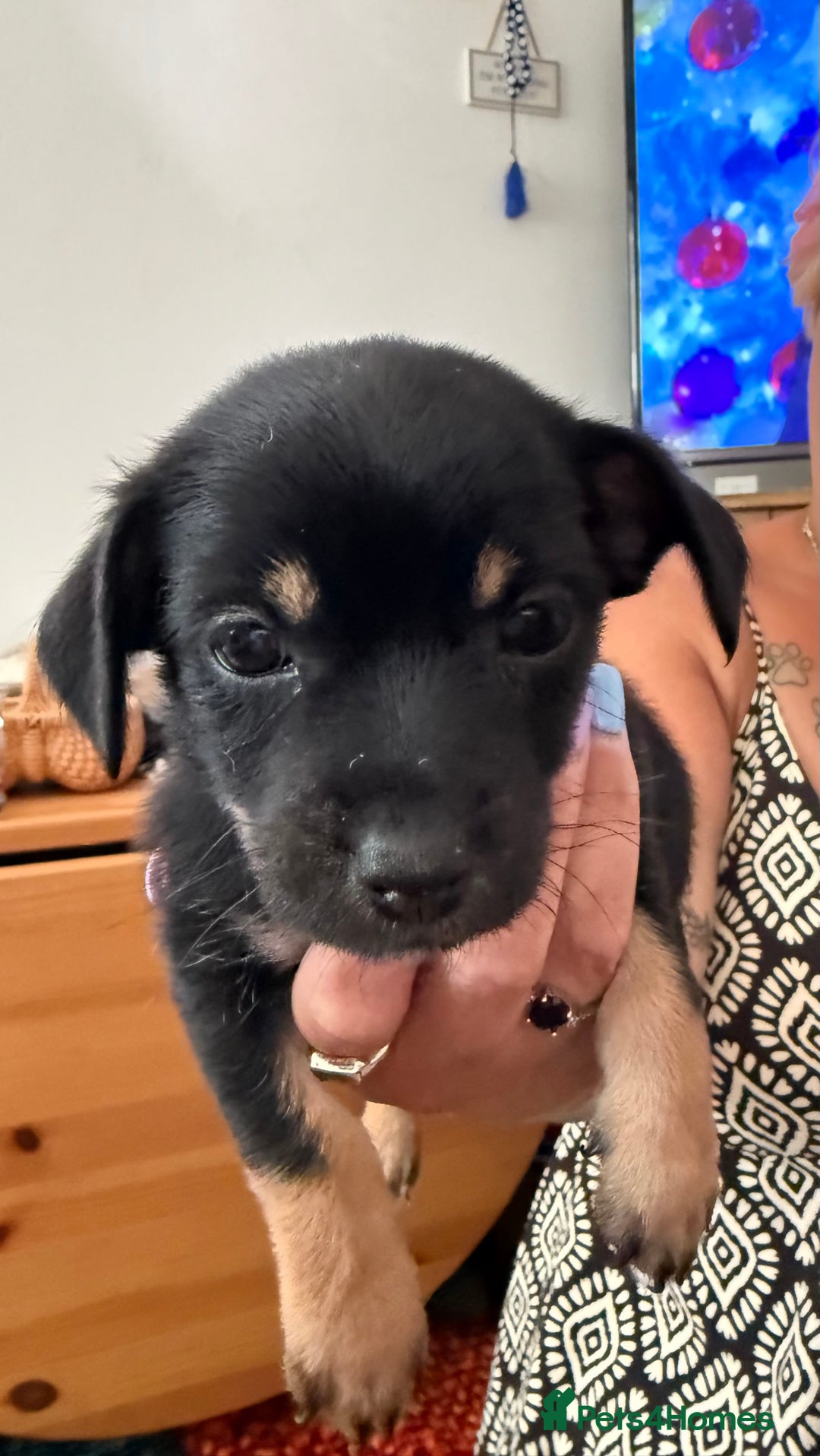 Mixed Breed dogs for sale: Yorkshire terrier x jack russell - Image 12