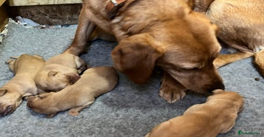 Labrador Retriever dogs - Advert 16