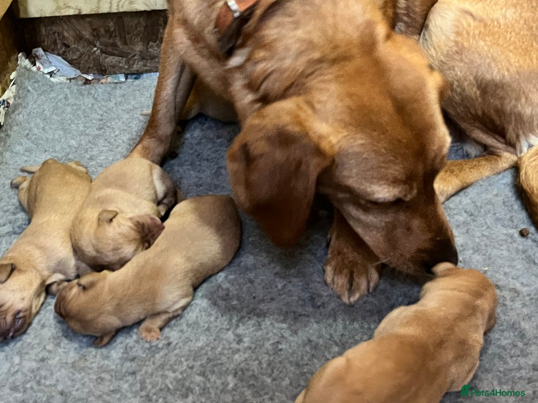 Labrador Retriever dogs for sale: 💛💛 Excellent Labrador Pups 💛💛 - Image 3