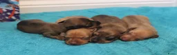 Miniature Dachshund dogs for sale: 4 Miniature Dachshund Pups Red Dapple - Shaded Red - Advert 7