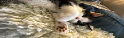 Mixed Breed cats for sale: Beautiful litter domestic short haired kittens - Advert 10