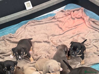 American Bully dogs American Pocket Bully Puppies - Advert 4