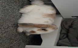 Mini Lop rabbits for sale: bonded indoor rabbits - Image 2