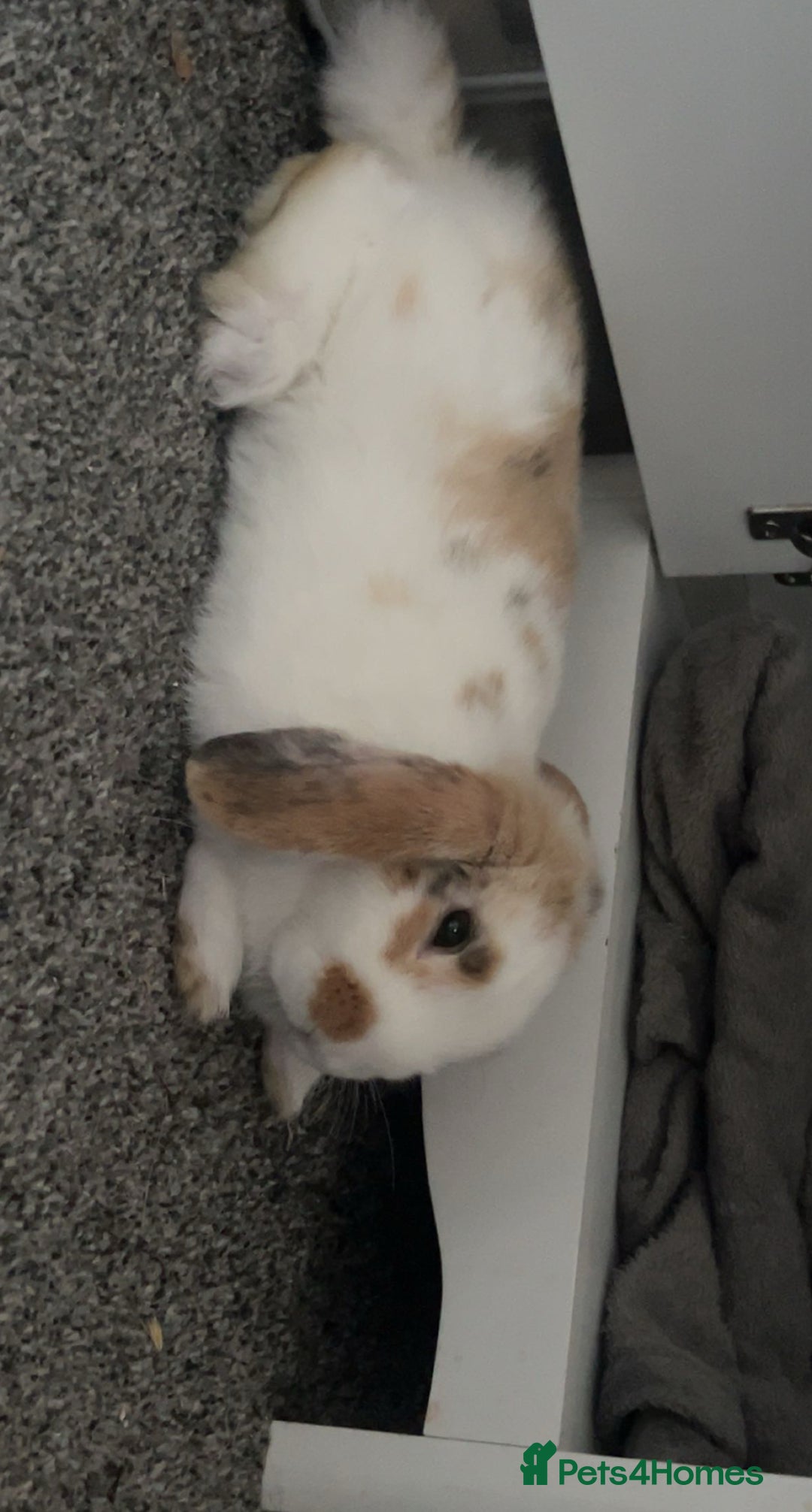 Mini Lop rabbits for sale: bonded indoor rabbits - Image 2