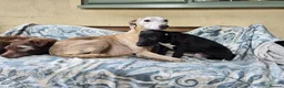 Mixed Breed dogs for sale: First cross Bedlington whippet pups - Advert 1