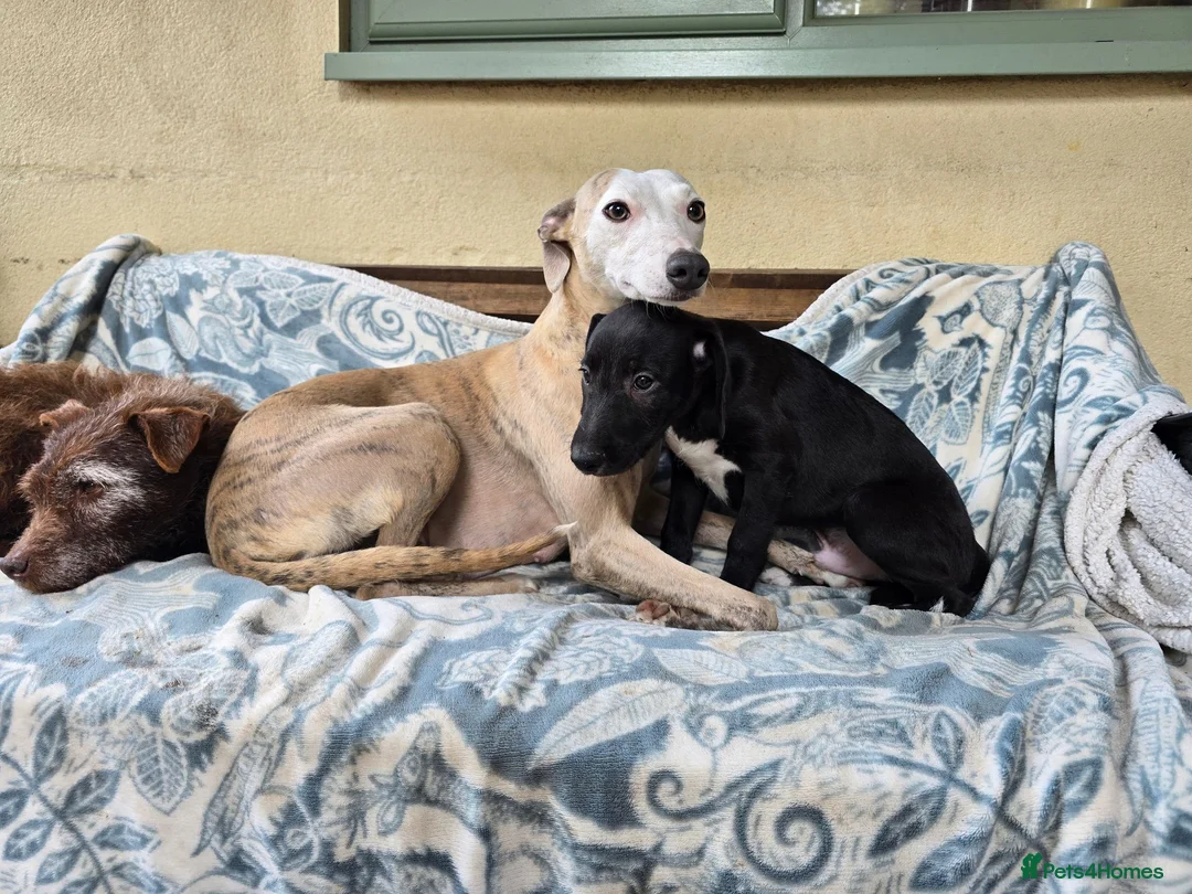 Mixed Breed dogs for sale: First cross Bedlington whippet pups - Advert 1
