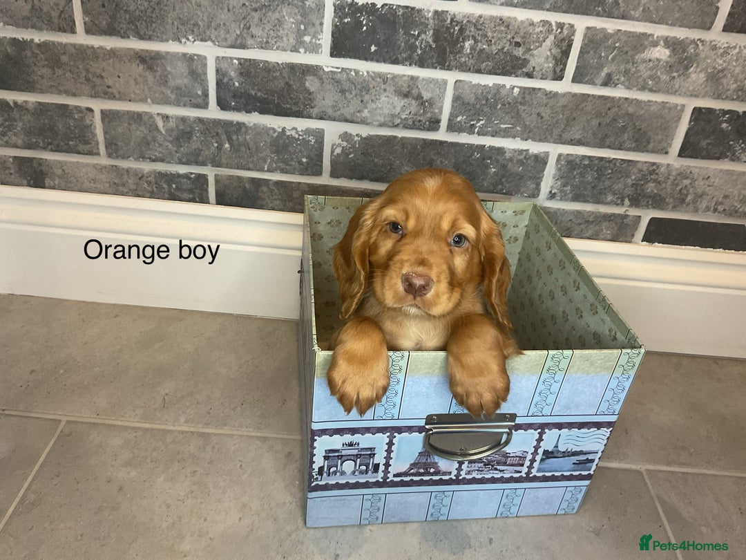 Cocker Spaniel dogs for sale: Hereditary clear working cocker spaniel - Advert 13