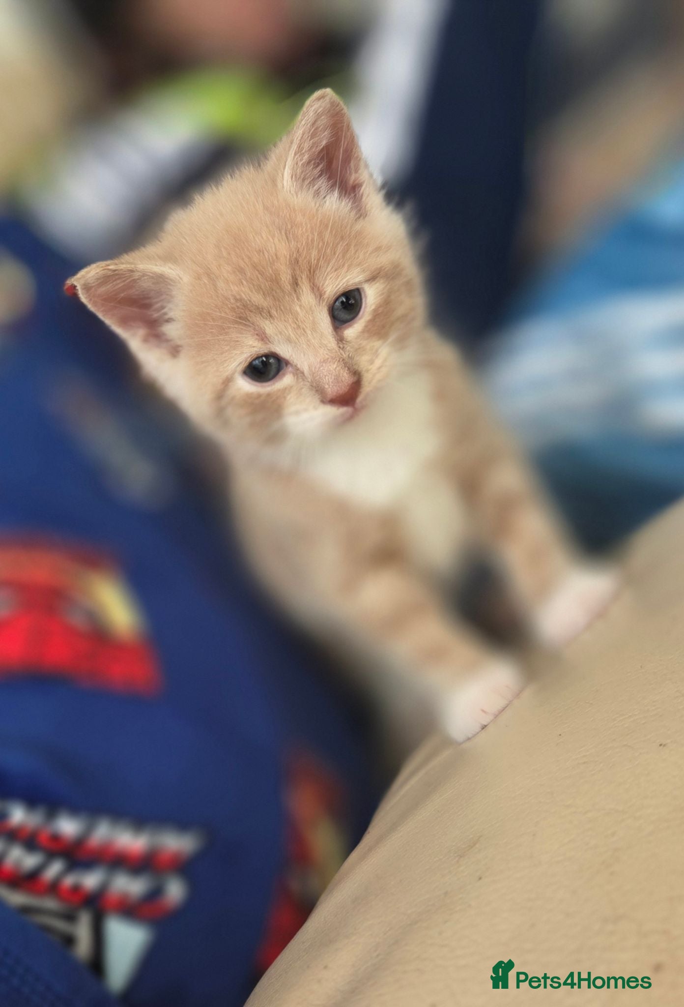 Mixed Breed cats 1 Gorgeous fluffy loving kitten Ready 05/09/2026 - Advert 14