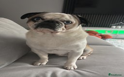 Pug dogs for stud: Proven pug *STUD* - Image 3