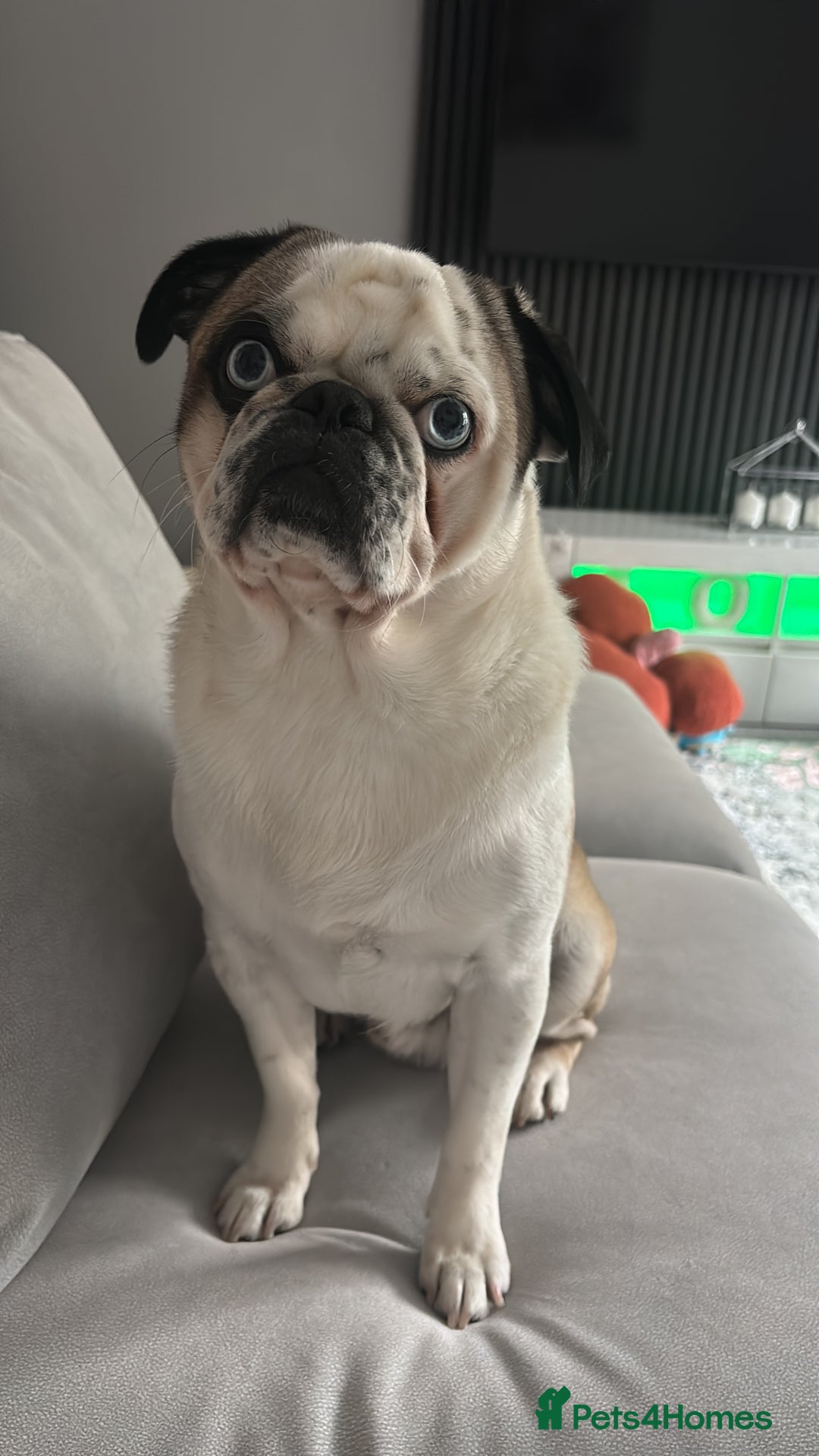 Pug dogs for stud: Proven pug *STUD* - Image 3